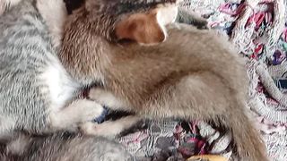 Sleeping Kitten