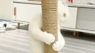 Cute cat dance 2