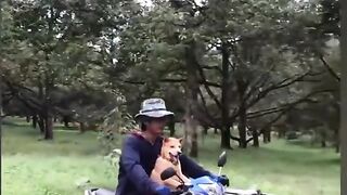 The End Funny Pet #funny #funnyvideos #animals #dog #cat #fyp #pet #foryou #viarl #haha