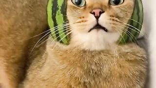 The End Funny Pet #funny #funnyvideos #animals #dog #cat #fyp #pet #foryou #viarl #haha 2