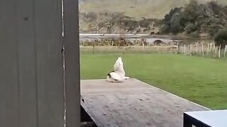 The End Funny Pet #funny #funnyvideos #animals #dog #cat #fyp #pet #foryou #viarl #haha #funnydogs #animaux #funnytiktokvideos