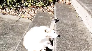 Lazy cat 2