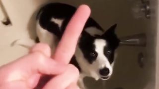 The End Funny Pet ???????????????????????????? #funny #funnyvideos #animals #dog #cat #fyp #pet #foryou #viarl #haha