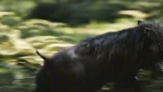 Lion fight 4