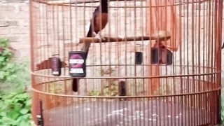 Burung murai