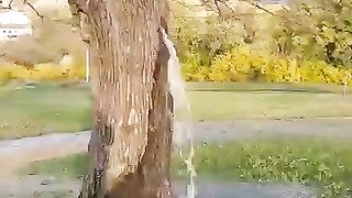 Big tree urination