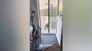 5:01 / 26:42   Funny Dogs And Cats Videos 2023 ???????? - Best Animal Videos Of The Month ????