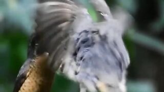 Burung megapai cinta