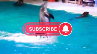Happy fins dolphen video