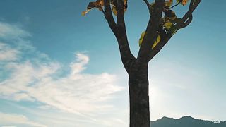 Cinematic vidio
