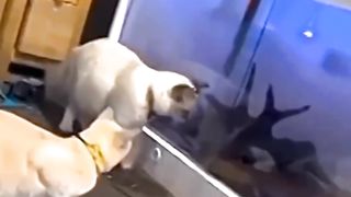 Cute and funny cats 3