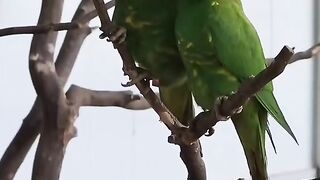 Bird's lover♥️ 102