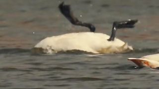 Beautiful birds nature