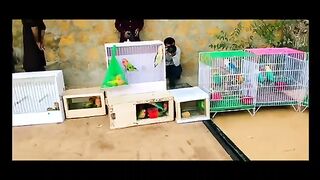Bird's lover♥️ 103