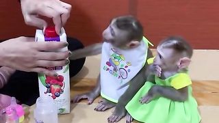 Funny Monkeys Funny Animals