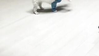 Funny Dogs Funny Animals Acts