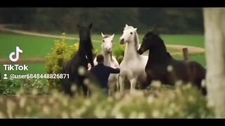 Horse dancing 2