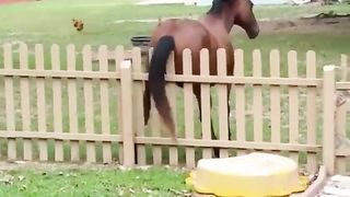 Animals crazy and funny actions