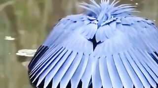 Creatures 2