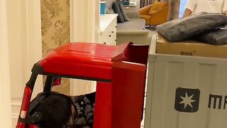 Chinese cartoons crafts dogs pits Cate's arts panting children learning lesson