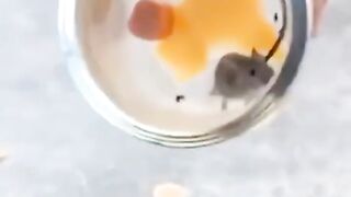 funny animals compilation 5