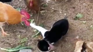Funny cat videos 6