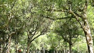 a very clean nature on the city side of Indonesia