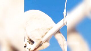 Funny Pet Video