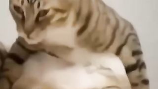 FUNNY CAT AND SMART 3