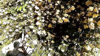 Mountain garden