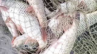 BIG FISH  |  MORE FISH
