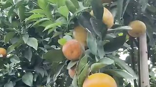 Buah Jeruk