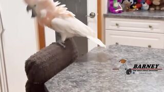 White Parrot beautiful subscribe my channel