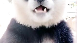 panda 3