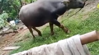 Kebo angel masuk sumur
