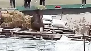 BEAR GONE VIRAL