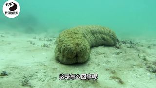 你见过把海参当房子住的鱼吗
