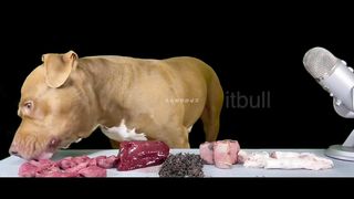 Pit bulls eating meat