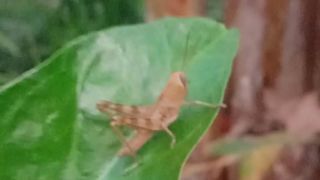 Grasshopper