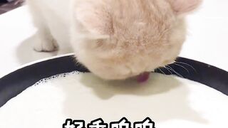 Let's take a look at the kittens and things together