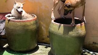 It's really unhappy for dogs to do this in summer