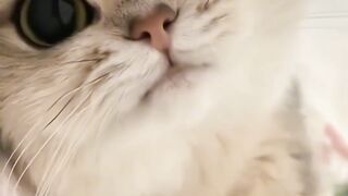 So the kitten is so cute