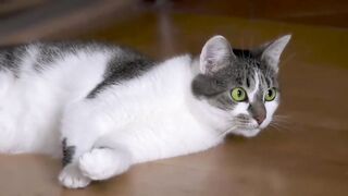 aww cute cat