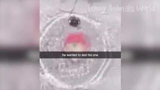 Funny Animals 14