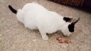 Cat eats the chicken livers passionately