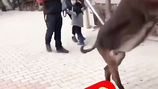 саркарда