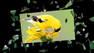 Urdu story bird and mall new cartoon for kids