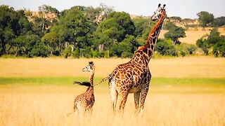 Animaux hors norme