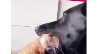 Dog and Cat 2