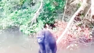 Funny animals 63